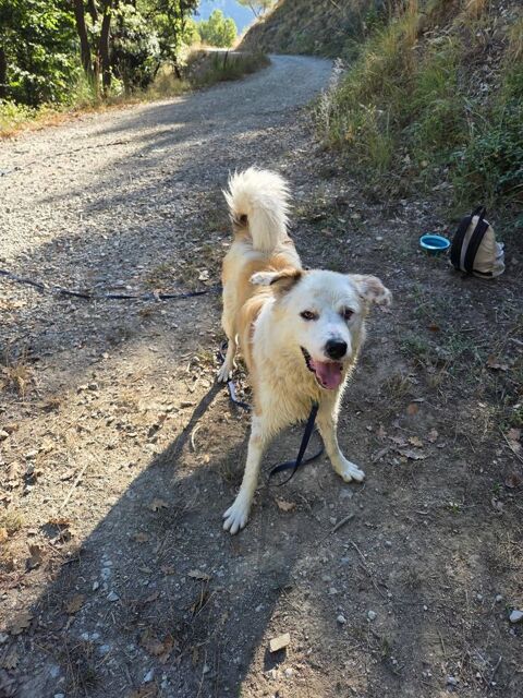 Chien DEBOU &agrave; l adoption 210 30000 N�mes