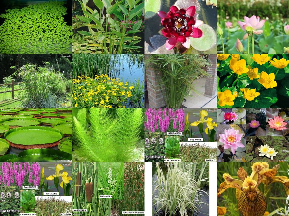 Plante de bassin : jardin du lavoir Jardin