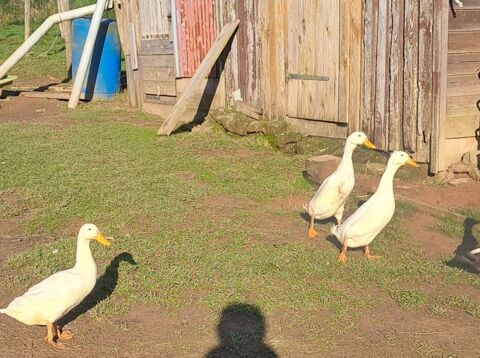 Canard mâles 15 88390 Girancourt