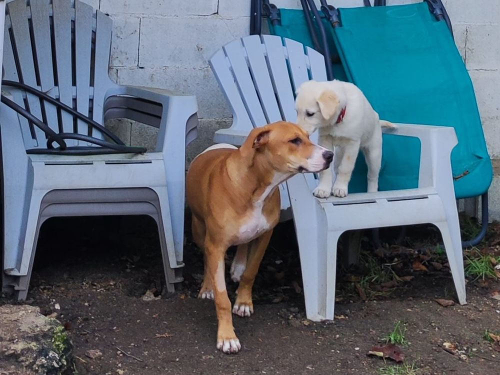   A�la, femelle crois�e berger, n�e le 15/06/2025 🐶 