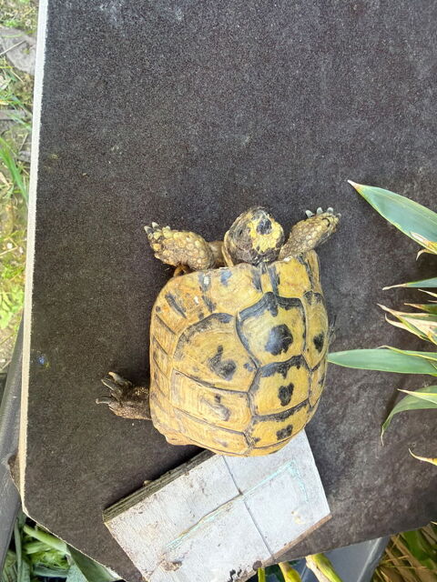 Tr&egrave;s belle tortue grecque
M&acirc;le &acirc;g&eacute; de 15 ans 300 83400 Hy�res