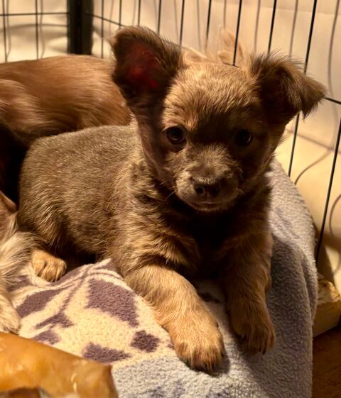 Chiot Chihuahua 900 52400 Le chÃ¢telet-sur-meuse