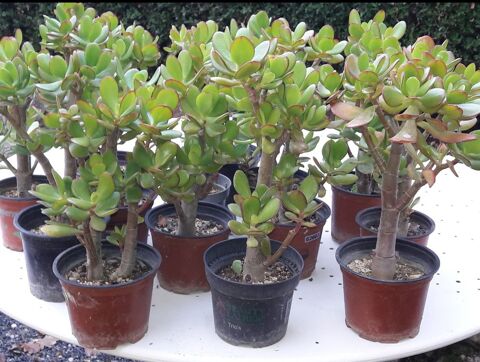 Crassula Ovata dit arbre de Jade 5 Saint-Lger-prs-Troyes (10)