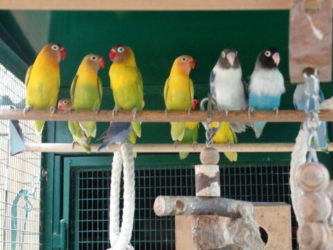 INSEPARABLES 35 35190 Tintniac