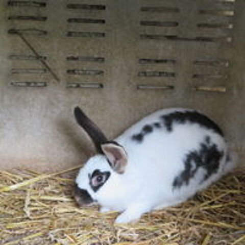   lapin 30 Euros 