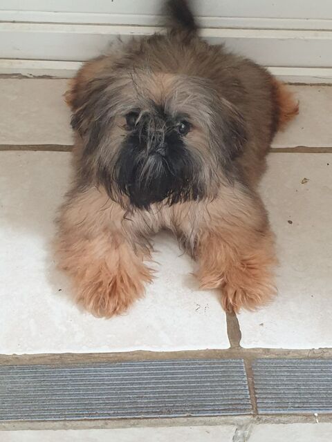 SPLENDIDE SHIH TZU MÂLE DORÉ PETIT GABARIT,   2,KGS 650GRS.. 500 86400 Civray