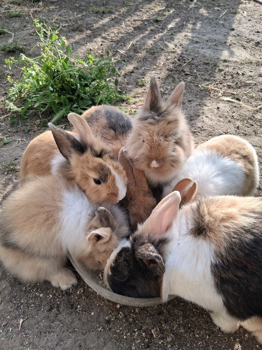  jeunes lapins 