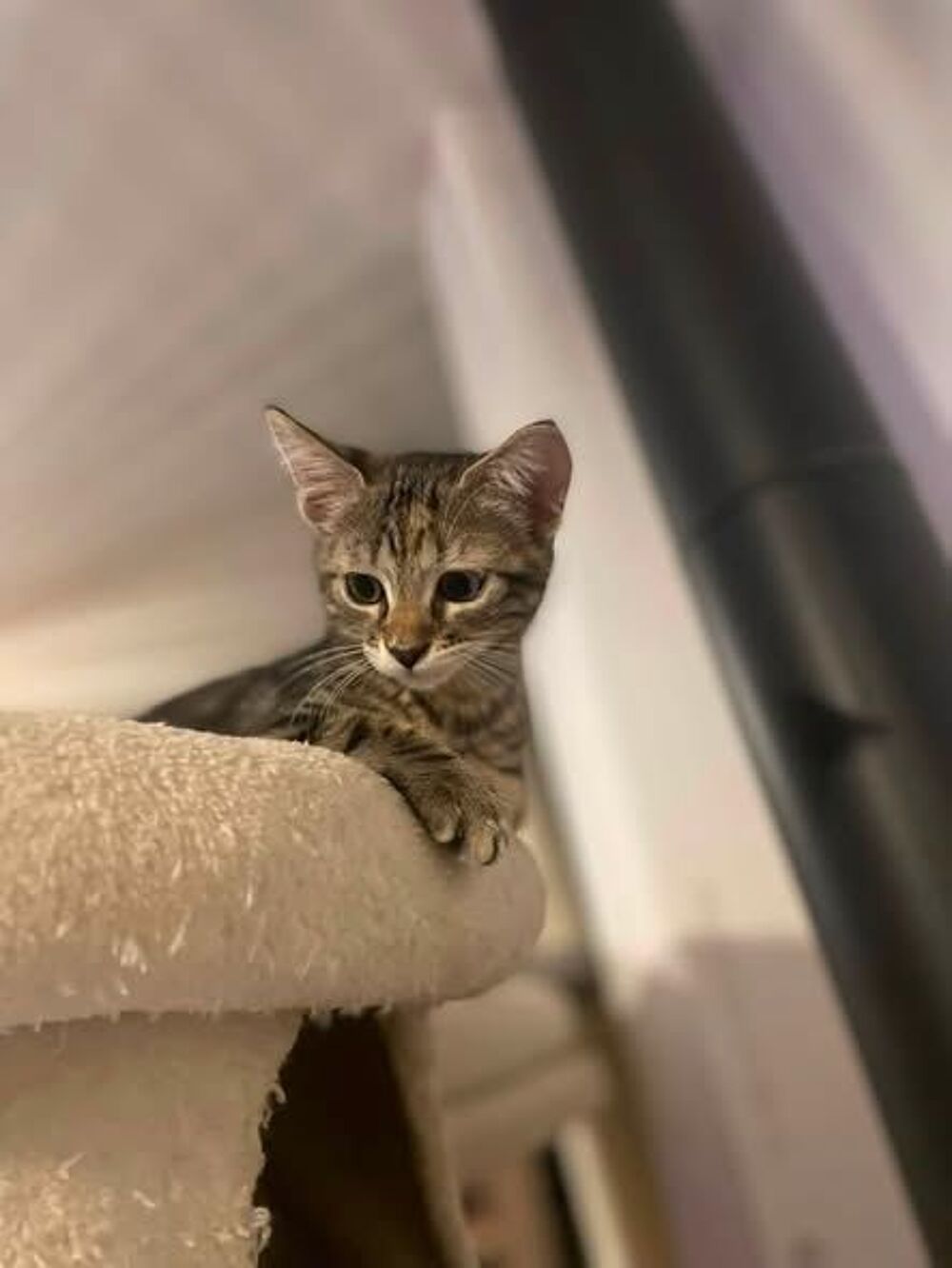   Chat PERLE à l adoption 