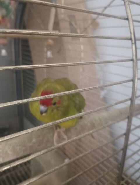 Kakariki 70 40700 Hagetmau