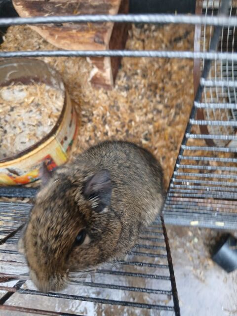 Octodon age 2ans 25 31230 L'isle-en-dodon