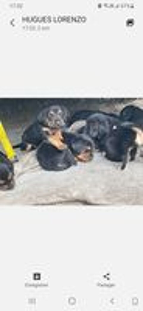   Bébés chiots croisés  