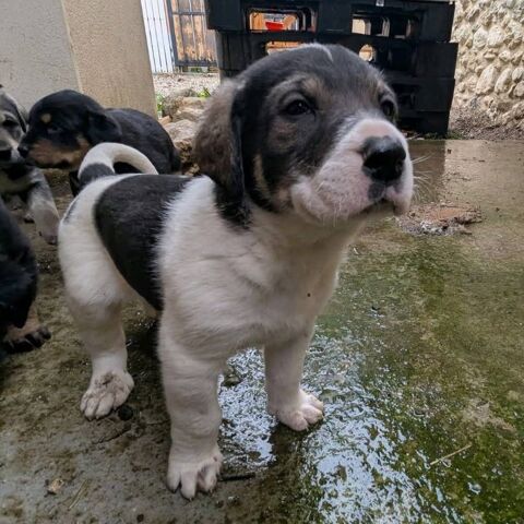 2 CHIOTS A L'ADOPTION OU RECHERCHE FAMILLES D'ACCEUIL 280 26300 Bourg-de-p�age