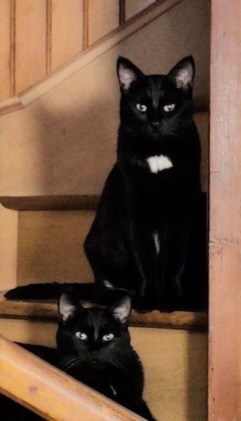 &#8204;Nyx est à l'adoption. Association La Voie Féline 92 Châtenay-Malabry. 250 92290 Chtenay-malabry