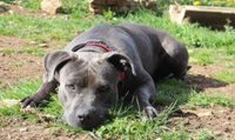   PIXEL, superbe crois American Staffordshire Terrier  l'adoption 