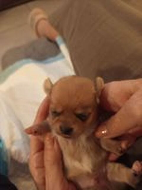   Magnifiques bb chihuahua issus de Lof 