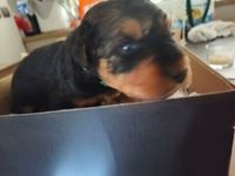   Chiot Airedale Terrier  