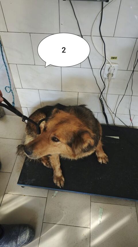 Namaari &agrave; l'adoption 200 67000 Strasbourg