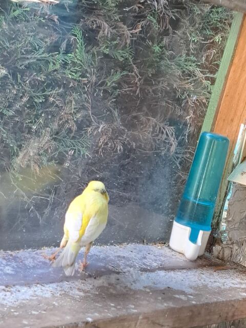 Canari mal malinois 20 59500 Douai