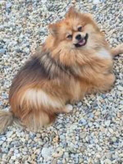   spitz  femelle  adulte   