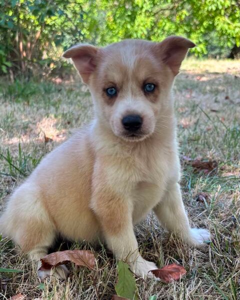Pomsky 700 24410 Festalemps
