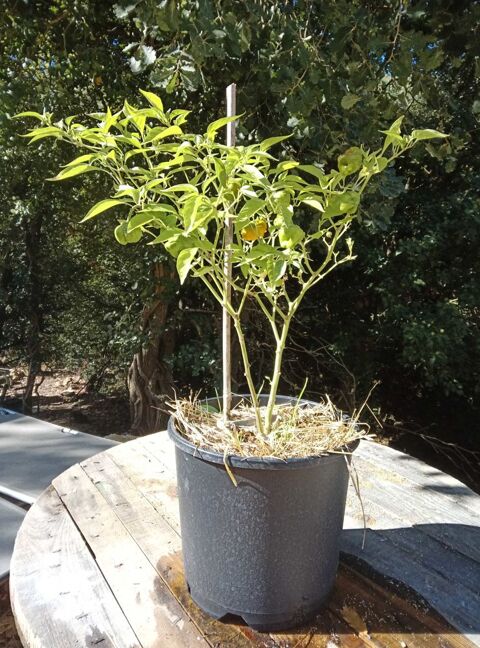 Piment Scotch Bonnet Néoules (83)