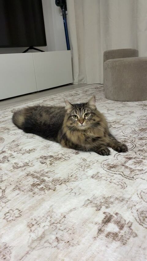 Vanille chatte de 2 ans 100 59200 Tourcoing