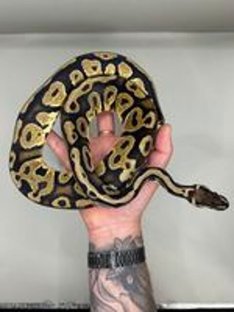   Python regius femelle (0.1) 