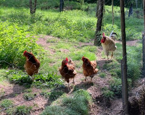 Coq et poule 20 67290 Rosteig