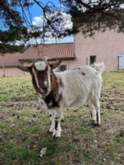   Boucs nain castrés 