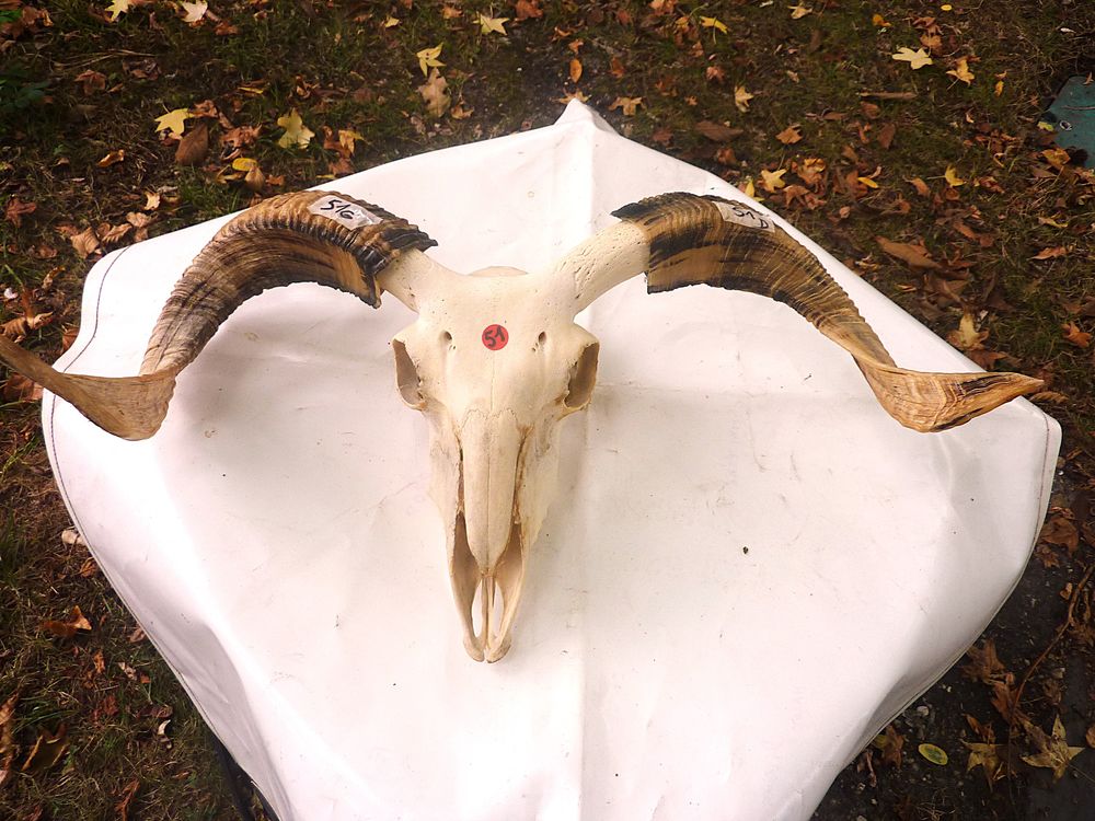 T&ecirc;tes Animal ovin naturelle B&eacute;lier Décoration