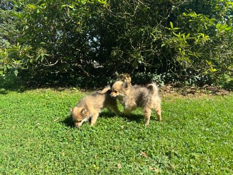 chiot spitz 950 76110 Grainville-ymauville