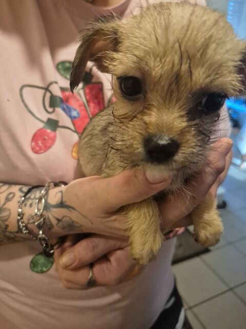 chihuahua poil long crois&eacute; teckel poil dur 490 33220 Sainte-foy-la-grande