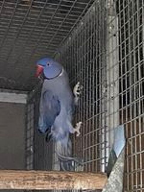   Perruche collier  