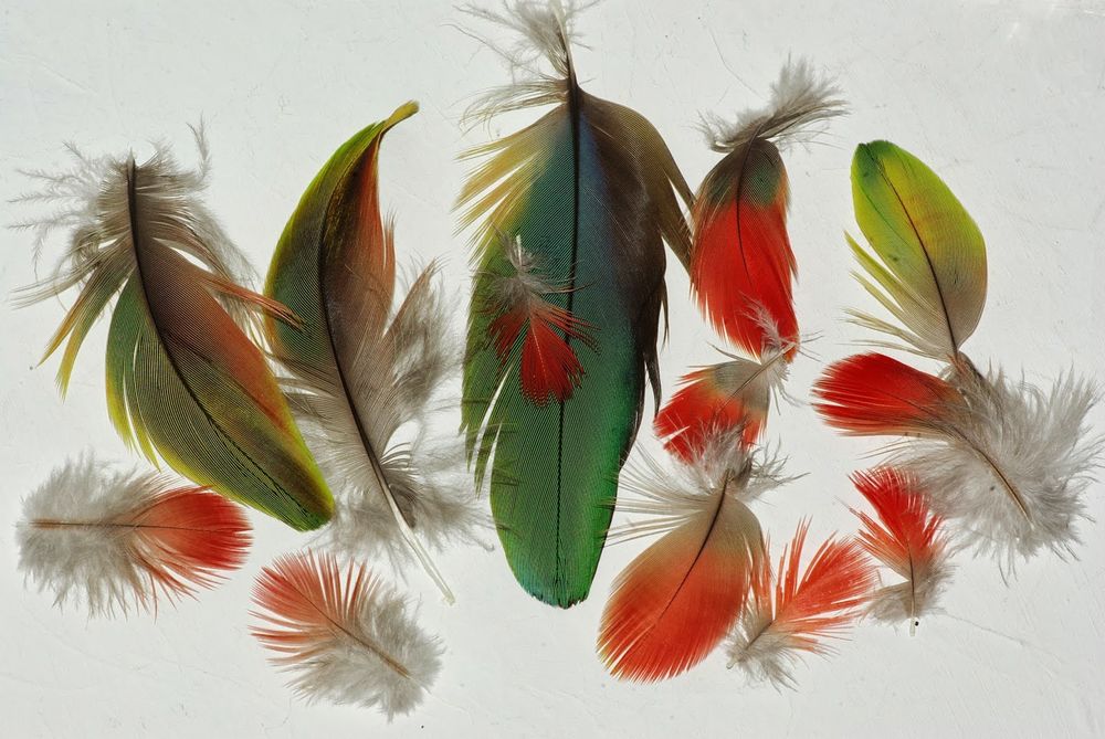 cherche plumes perroquet perruche 