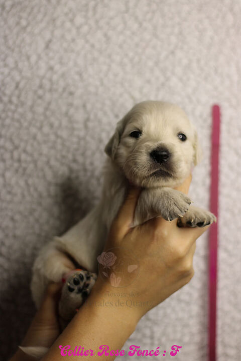 Chiots Golden LOF &agrave; r&eacute;server 1500 49520 Ombrée d'anjou
