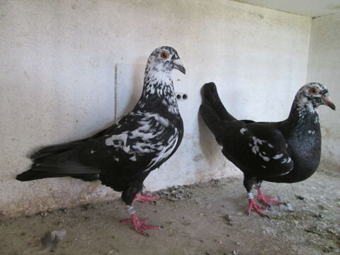 PIGEONS VOYAGEURS PIETRAIN 30 80150 Crécy-en-ponthieu