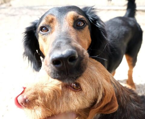 Noa  est à l'adoption 0 34000 Montpellier