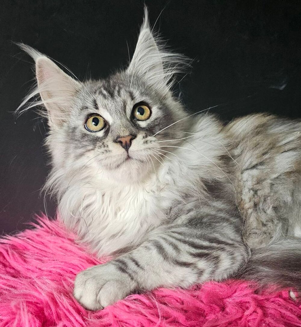   Magnifiques chatons Maine Coon loof, LIVRAISON 