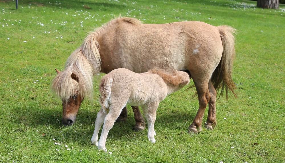   Pouliche shetland PP 
