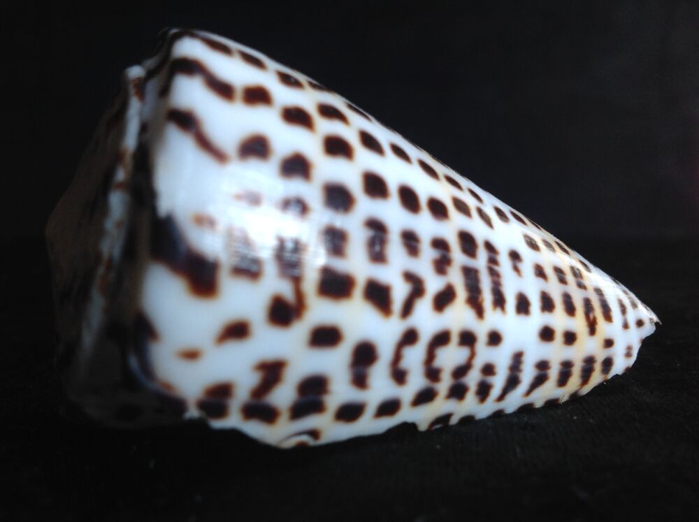 COQUILLAGE CONIDAE CONUS LITTERATUS Envoi Possible 