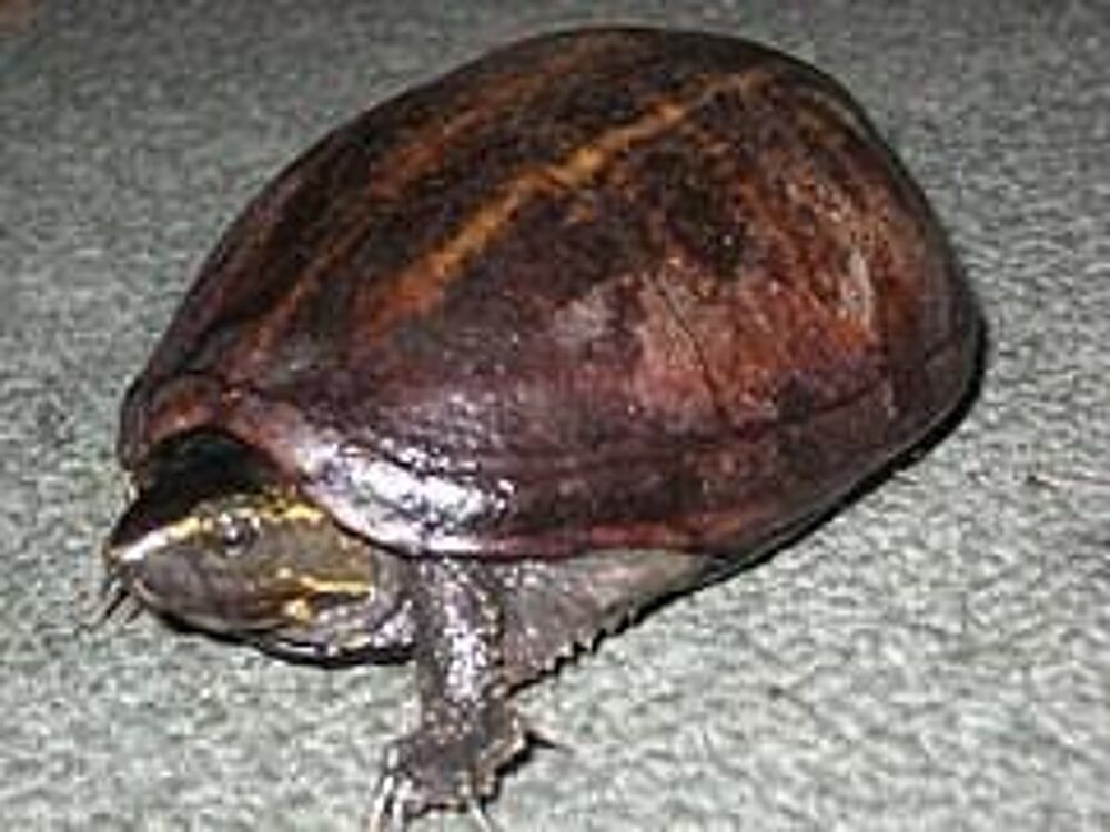   Kinosthernon baurii  