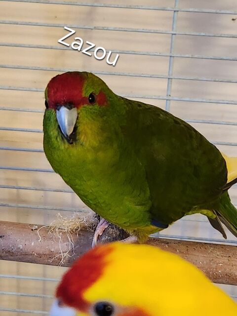 3 kakarikis (grandes perruches)
100 91310 Leuville-sur-orge