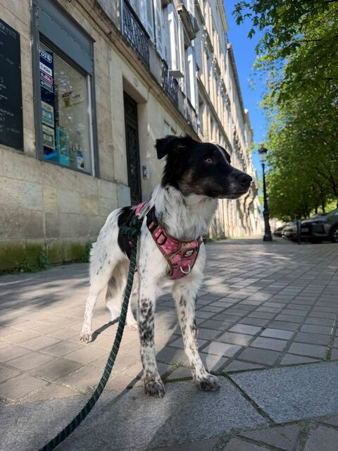 don d'une chienne border collie de 7 mois 0 33170 Gradignan
