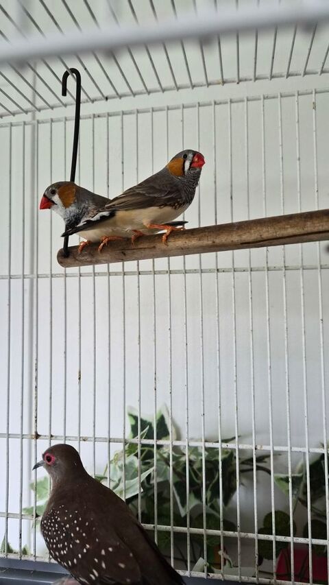 Colombe diamant et mandarin 0 86430 Luchapt