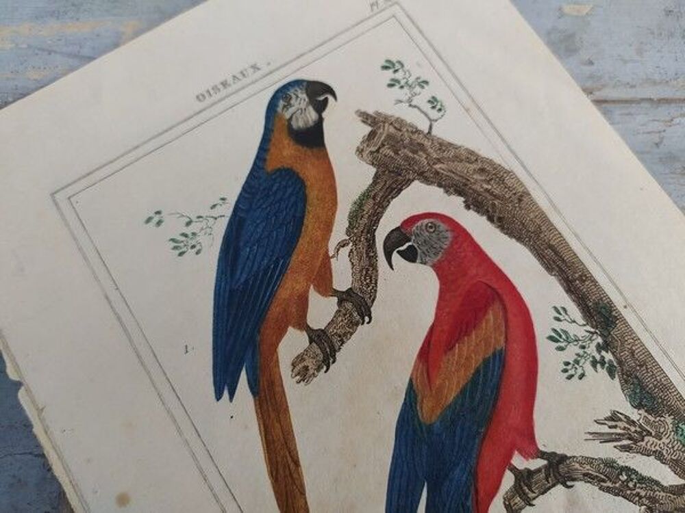 Ancienne Gravure Oiseaux de Buffon L'Ara Bleu et L'Ara Rouge 