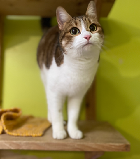 Ohana 200 26700 Pierrelatte