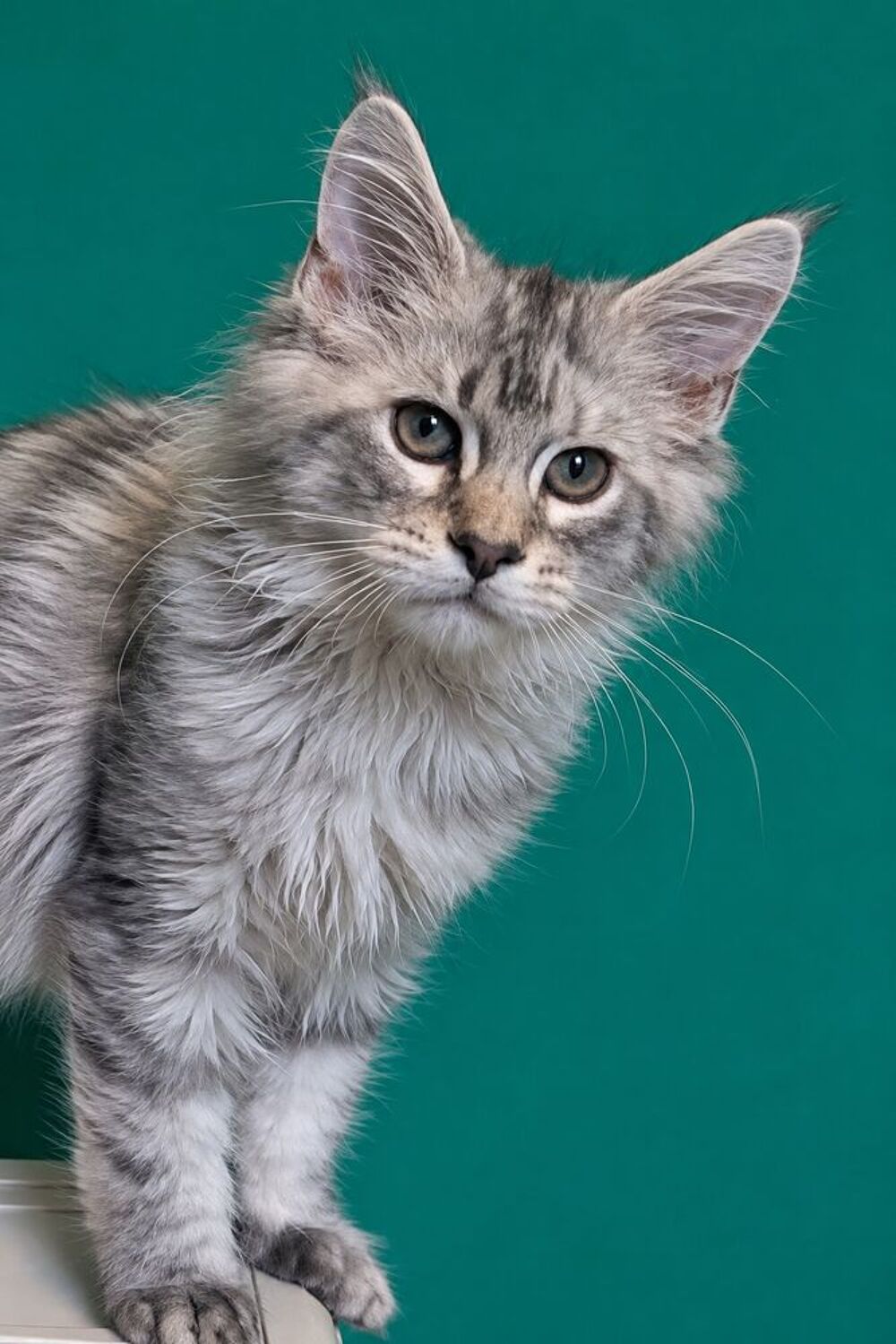   Berlioz, le maine coon aristochat au c?ur d'argent 