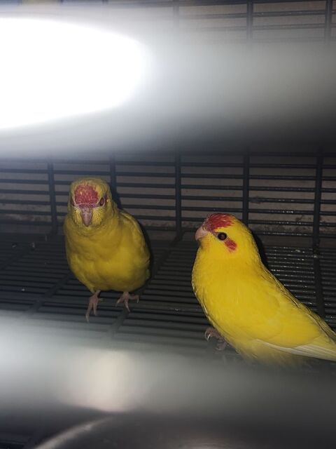  Kakariki 35 77410 Claye-souilly