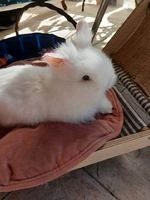   Lapin teddy angora 