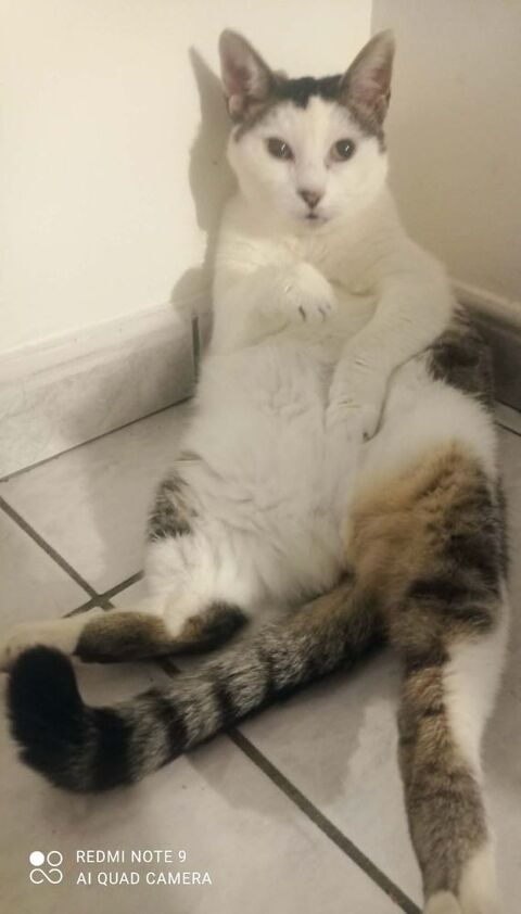 Donation chat (femelle) 0 59121 Haulchin